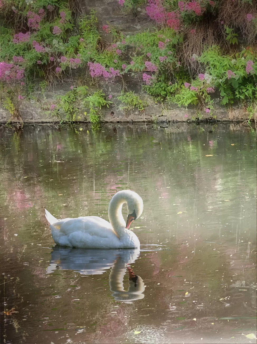 Swan in the rain